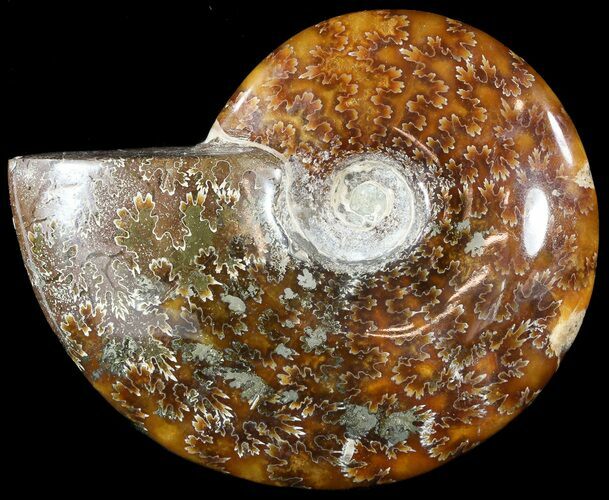 Wide Polished Cleoniceras Ammonite - Madagascar #49433